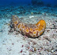 Two Towers Dive Site