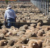 Livestock Marketing Centre - Accommodation Coffs Harbour