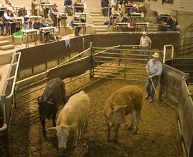 Livestock Marketing Centre - Accommodation Coffs Harbour 1