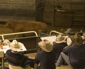 Livestock Marketing Centre - Accommodation Coffs Harbour 2