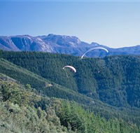 Buffalo Brewery - Accommodation Coffs Harbour