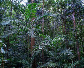 Kutini-Payamu (Iron Range) National Park (CYPAL) - Accommodation Coffs Harbour 2