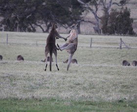 Living Legends: The International Home Of Rest For Champion Horses - Accommodation Coffs Harbour 2
