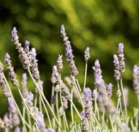 Rustique Lavender Farm - Accommodation Coffs Harbour
