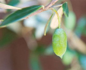 The Olive Shop - Milawa - Accommodation Coffs Harbour 1