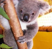 Cooberrie Park Wildlife Sanctuary - Accommodation Coffs Harbour