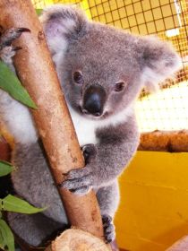 Cooberrie Park Wildlife Sanctuary - Accommodation Coffs Harbour 0