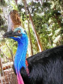 Cooberrie Park Wildlife Sanctuary - Accommodation Coffs Harbour 1