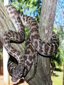 Cooberrie Park Wildlife Sanctuary - Accommodation Coffs Harbour 3