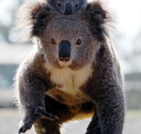 Koalas in Gunnedah - Accommodation Coffs Harbour
