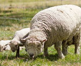 Short Sheep Micro-Winery - Accommodation Coffs Harbour 6