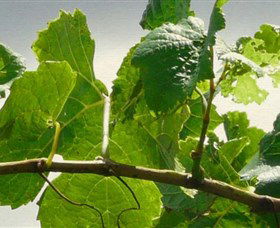 Angullong Wines - Accommodation Coffs Harbour 1