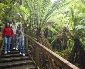 Otway Fly Treetop Adventures - Accommodation Coffs Harbour 0