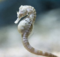 SEA LIFE Melbourne Aquarium - Accommodation Coffs Harbour