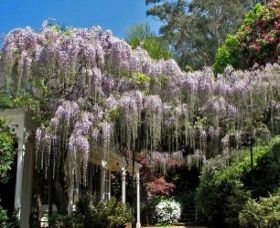 Mount Wilson NSW Accommodation Coffs Harbour