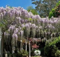 Nooroo Gardens - Accommodation Coffs Harbour