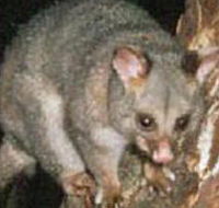 Moondarra State Park - Accommodation Coffs Harbour