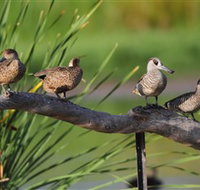 Jerrabomberra Wetlands - Accommodation Coffs Harbour