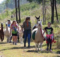 Ottaba Llamas - Accommodation Coffs Harbour