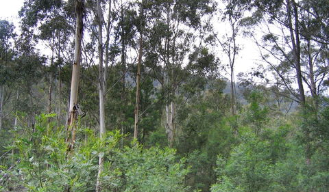Bangadilly National Park - Accommodation Coffs Harbour 1