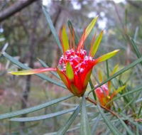 Glenbrook Native Plant Reserve and Nursery - Accommodation Coffs Harbour