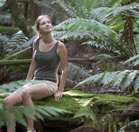 Barrington Tops National Park - Honeysuckle Forest Track - Accommodation Coffs Harbour