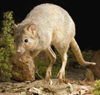 Kanyana Wildlife Rehabilitation Centre - Accommodation Coffs Harbour