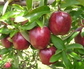 Top 40 Orchard - Accommodation Coffs Harbour 0