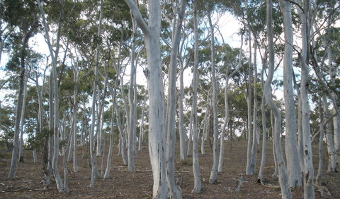 Green Track - Accommodation Coffs Harbour 1