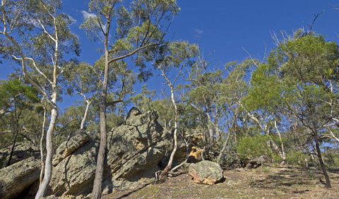 Green Track - Accommodation Coffs Harbour 2