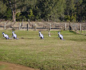 Wollombi Wines - Accommodation Coffs Harbour 5