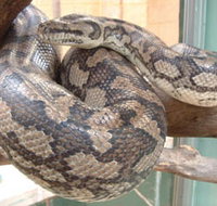 Armadale Reptile Centre - Accommodation Coffs Harbour