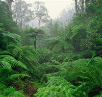 Tarra Bulga National Park - Accommodation Coffs Harbour