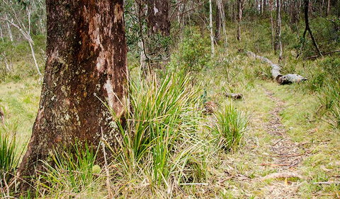 River Walking Track - Accommodation Coffs Harbour 1