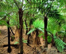Naracoopa TAS Accommodation Coffs Harbour