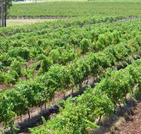 Pokolbin Brothers Wines Hunter Valley - Accommodation Coffs Harbour