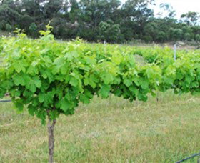 Tamburlaine Organic Wines - Accommodation Coffs Harbour 1