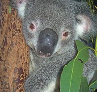 Hunter Valley Zoo - Accommodation Coffs Harbour