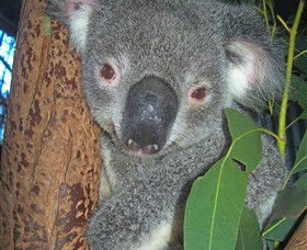 Hunter Valley Zoo - Accommodation Coffs Harbour 0