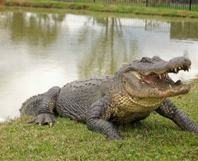 Hunter Valley Zoo - Accommodation Coffs Harbour 1