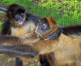 Hunter Valley Zoo - Accommodation Coffs Harbour 5