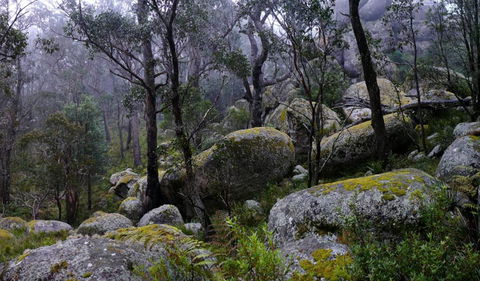 Cathedral Rock National Park - Accommodation Coffs Harbour 2
