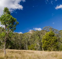 Brush Turkey track - Accommodation Coffs Harbour