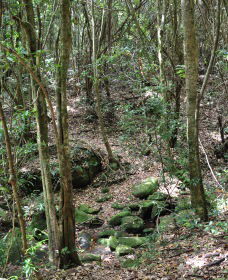 State Forests Of The Watagan Mountains - Accommodation Coffs Harbour 2