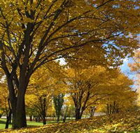 Centennial Park at Cooma - Accommodation Coffs Harbour