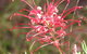 Wirrimbirra Sanctuary - thumb 0
