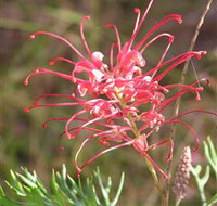 Wirrimbirra Sanctuary - Accommodation Coffs Harbour