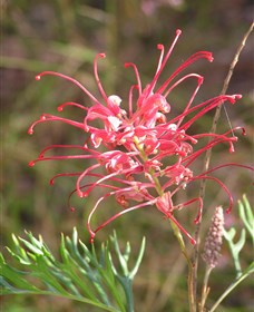 Wirrimbirra Sanctuary - Accommodation Coffs Harbour 0