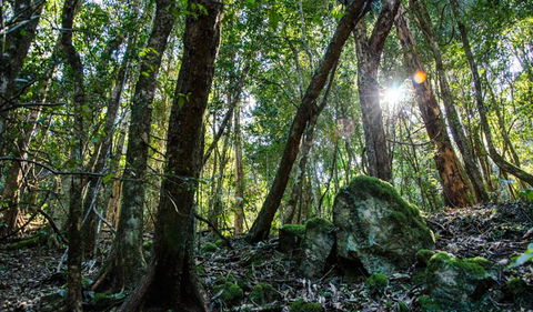 Hidden Treasure Track - Accommodation Coffs Harbour 1
