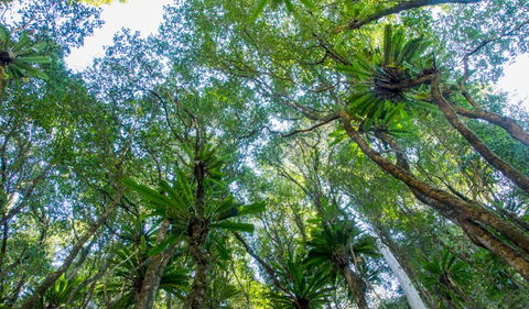 Hidden Treasure Track - Accommodation Coffs Harbour 2